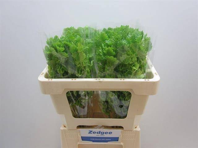 <h4>Moluccella Stuk</h4>