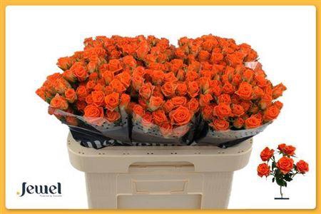 <h4>R Tr Picanto</h4>