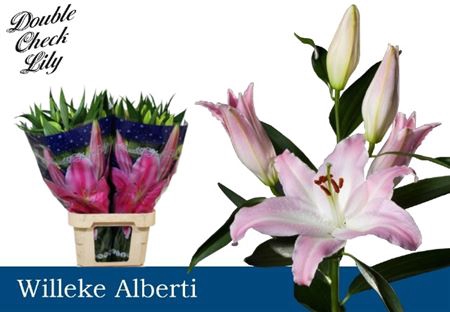 <h4>Li Or Willeke Albert</h4>