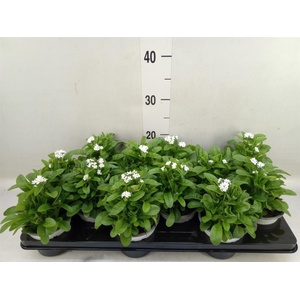 Myosotis sylv. 'Mon Amie White'