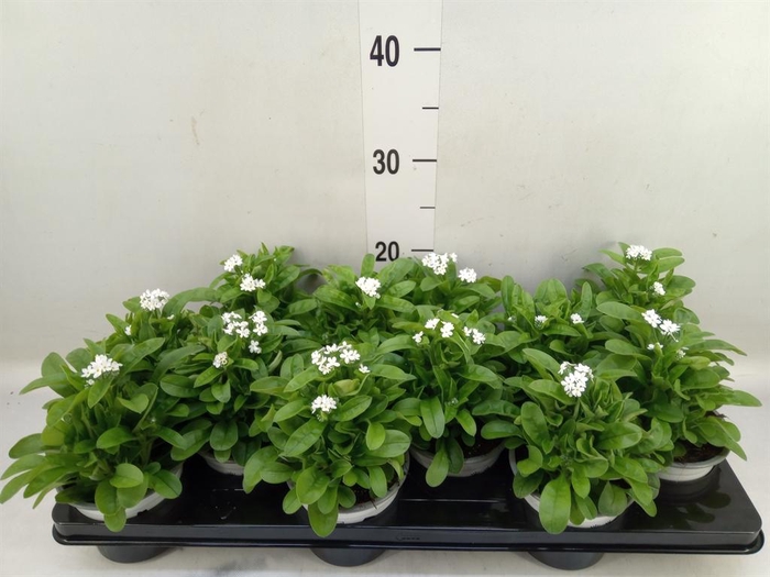 <h4>Myosotis sylv. 'Mon Amie White'</h4>