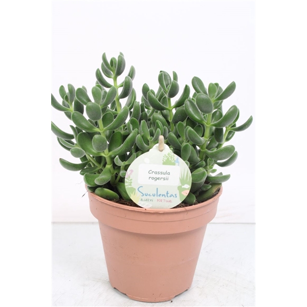 <h4>Crassula Rogersii - 1154</h4>