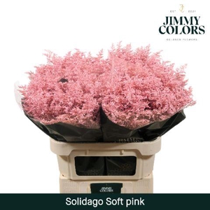 Solidago L80 Soft pink