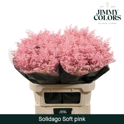 <h4>Solidago L80 Soft pink</h4>
