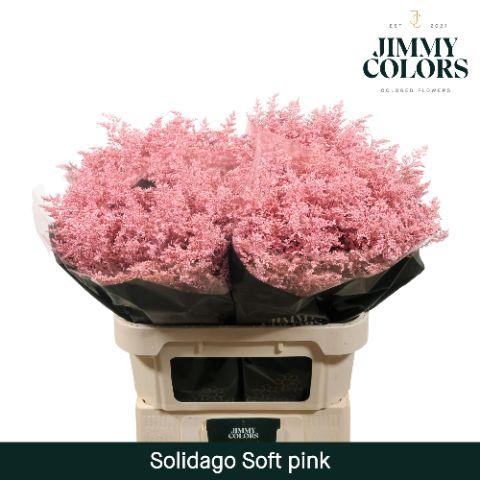 <h4>Solidago L70 Soft Pink</h4>