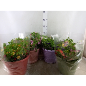 Calibrachoa  'Minifam'   ...mix pot