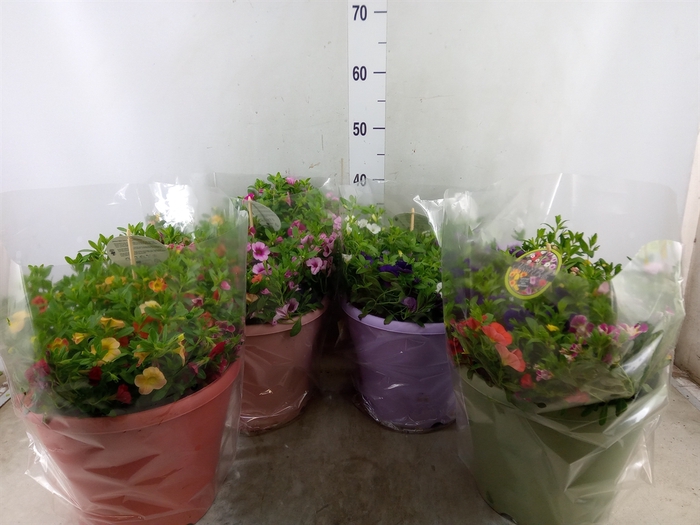 <h4>Calibrachoa  'Minifam'   ...mix pot</h4>