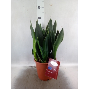 Sansevieria   ...