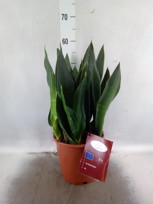 <h4>Sansevieria   ...</h4>