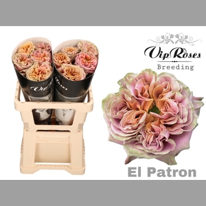 R GR EL PATRON XXL