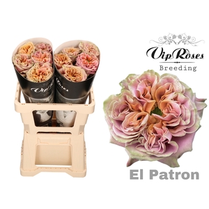 R Gr El Patron Xxl