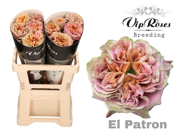 <h4>R GR EL PATRON XXL</h4>