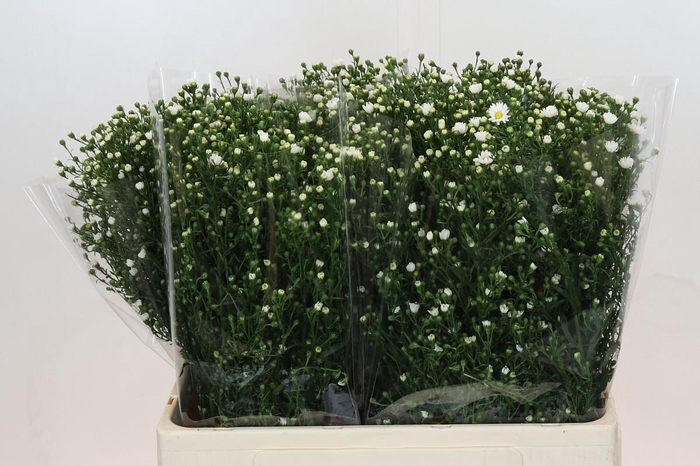 <h4>Aster Paquita</h4>