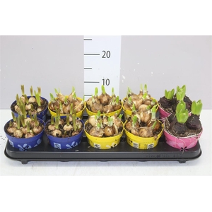 Bolbloemen Gemengd