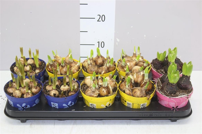 <h4>Bolbloemen Gemengd</h4>