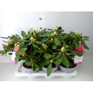 Rhododendron   ...