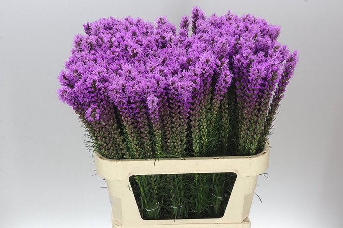 <h4>Liatris Callilepis</h4>