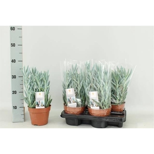 CURIO FIC MT EVEREST P15