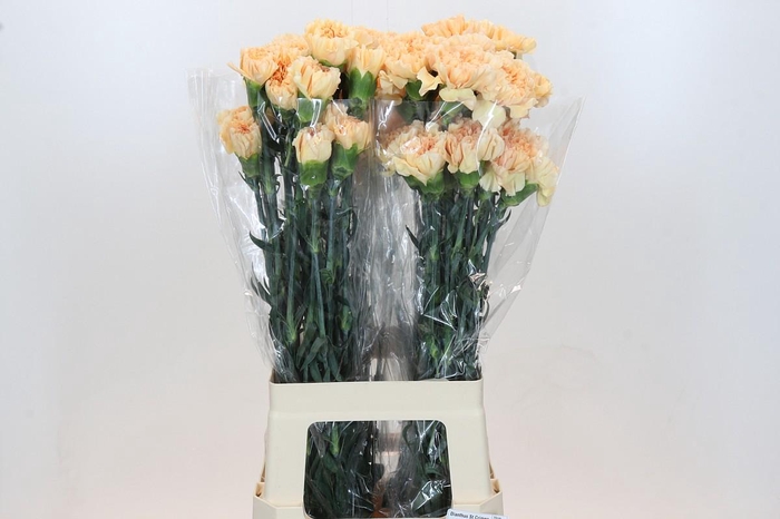 <h4>Dianthus St Crimea</h4>