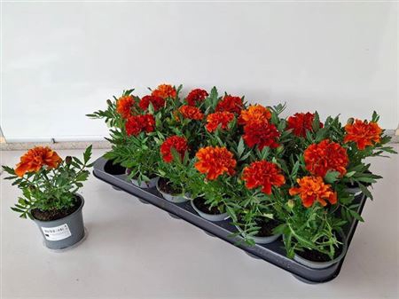 Tag Ov Red Orange