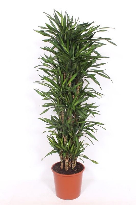<h4>Dracaena Riki</h4>