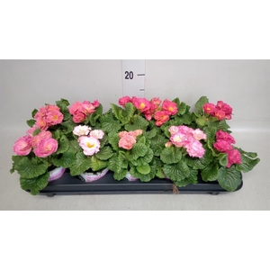 Primula ac. 'Girls Delight Pk Shad'