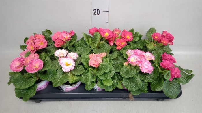 <h4>Primula ac. 'Girls Delight Pk Shad'</h4>