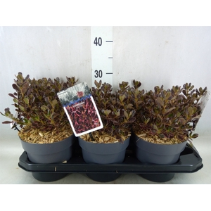 Coprosma   ...mix