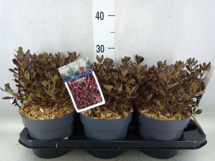 <h4>Coprosma   ...mix</h4>