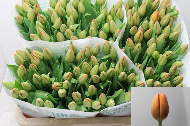 <h4>TU EN DELTA STORM</h4>