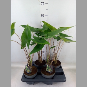Alocasia zebrina