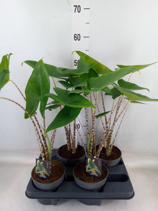 <h4>Alocasia zebrina</h4>