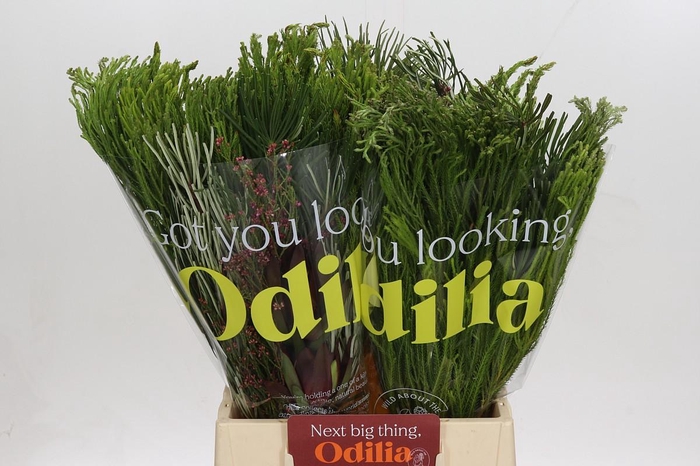 <h4>BQ Cape Greenmix</h4>