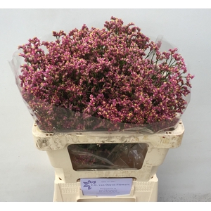 Limonium sin Scarlet Diamond