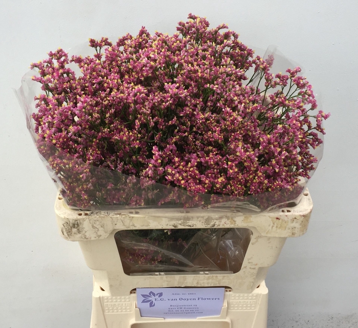 <h4>Limonium sin Scarlet Diamond</h4>