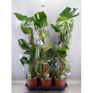 Monstera delic.
