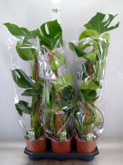 <h4>Monstera delic.</h4>
