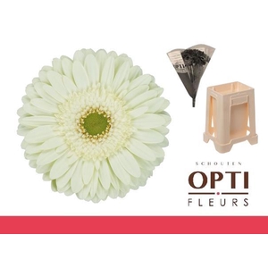 Gerbera Mint Water / Hoes