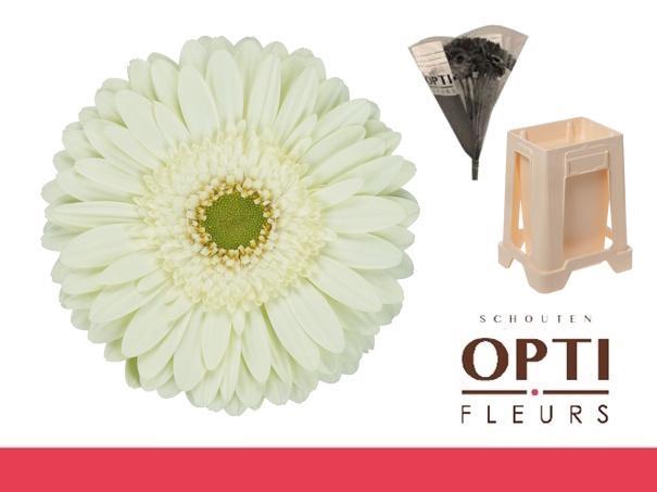 <h4>Gerbera Mint Water / Hoes</h4>