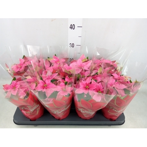 Euphorbia pulc. 'Princ Hot Pink'