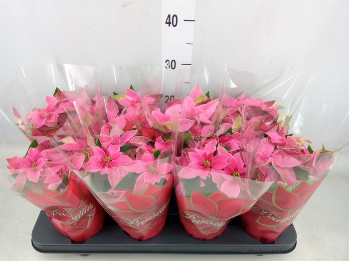 <h4>Euphorbia pulc. 'Princ Hot Pink'</h4>