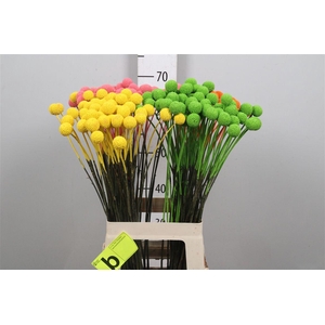 Cras Klb Spring Mix
