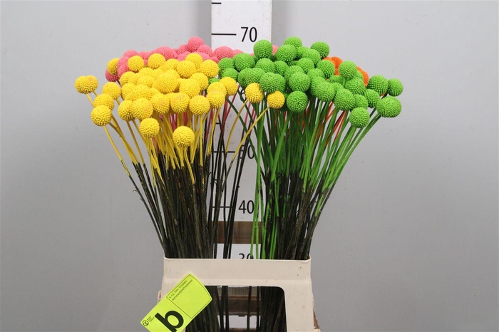 <h4>Cras Klb Spring Mix</h4>