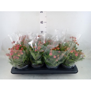 Kalanchoe HG ...