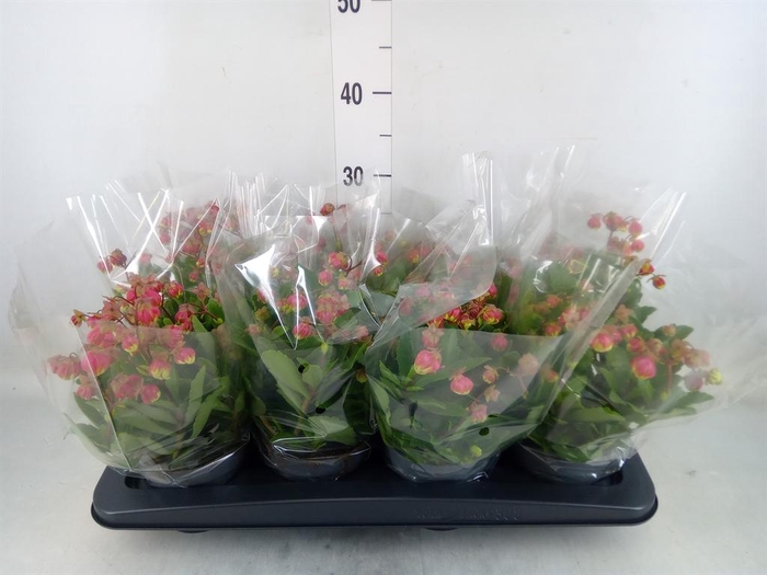 <h4>Kalanchoe HG ...</h4>