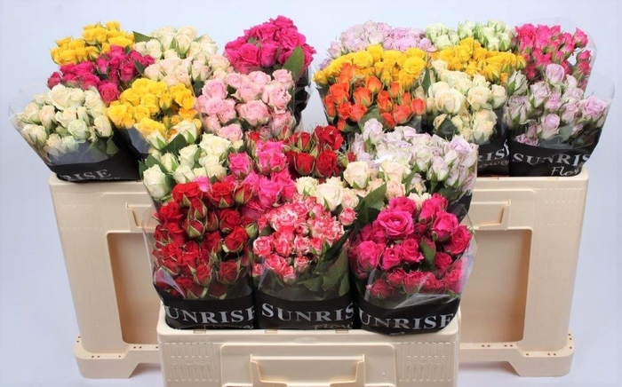 <h4>R TR GEM IN FUST</h4>