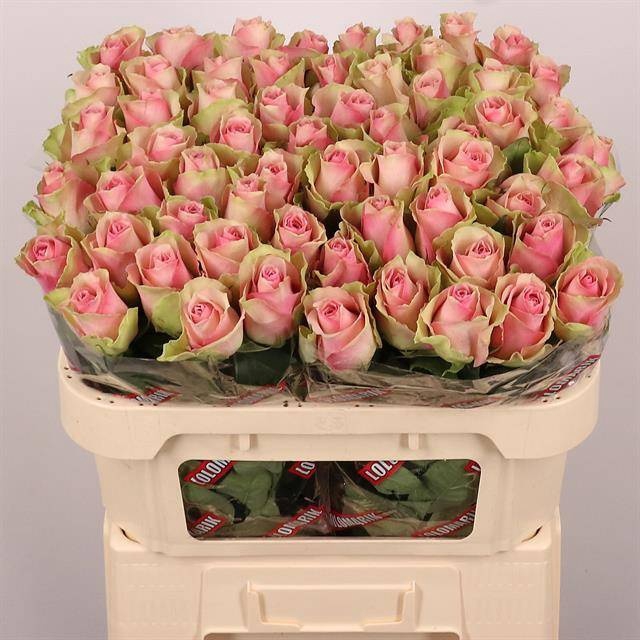 <h4>R GR BELLE ROSE</h4>