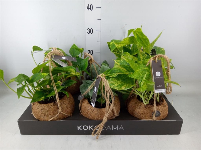 <h4>Scindapsus   ...</h4>