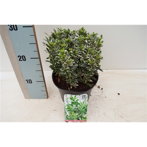 <h4>Euonymus japonicus 'Microphyllus Albovariegatus'</h4>