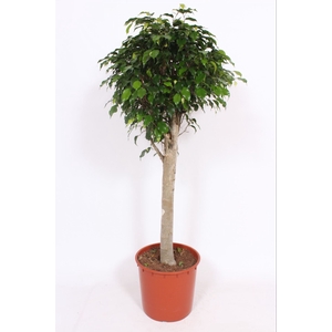 Ficus Danielle